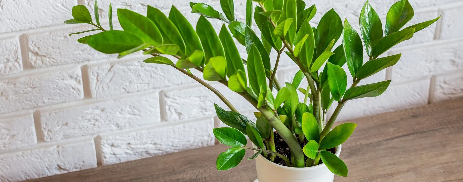Para que serve a zamioculca: significado, feng shui e mitos