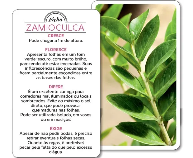 Close-up de folhas verdes e brilhantes da planta Zamioculca