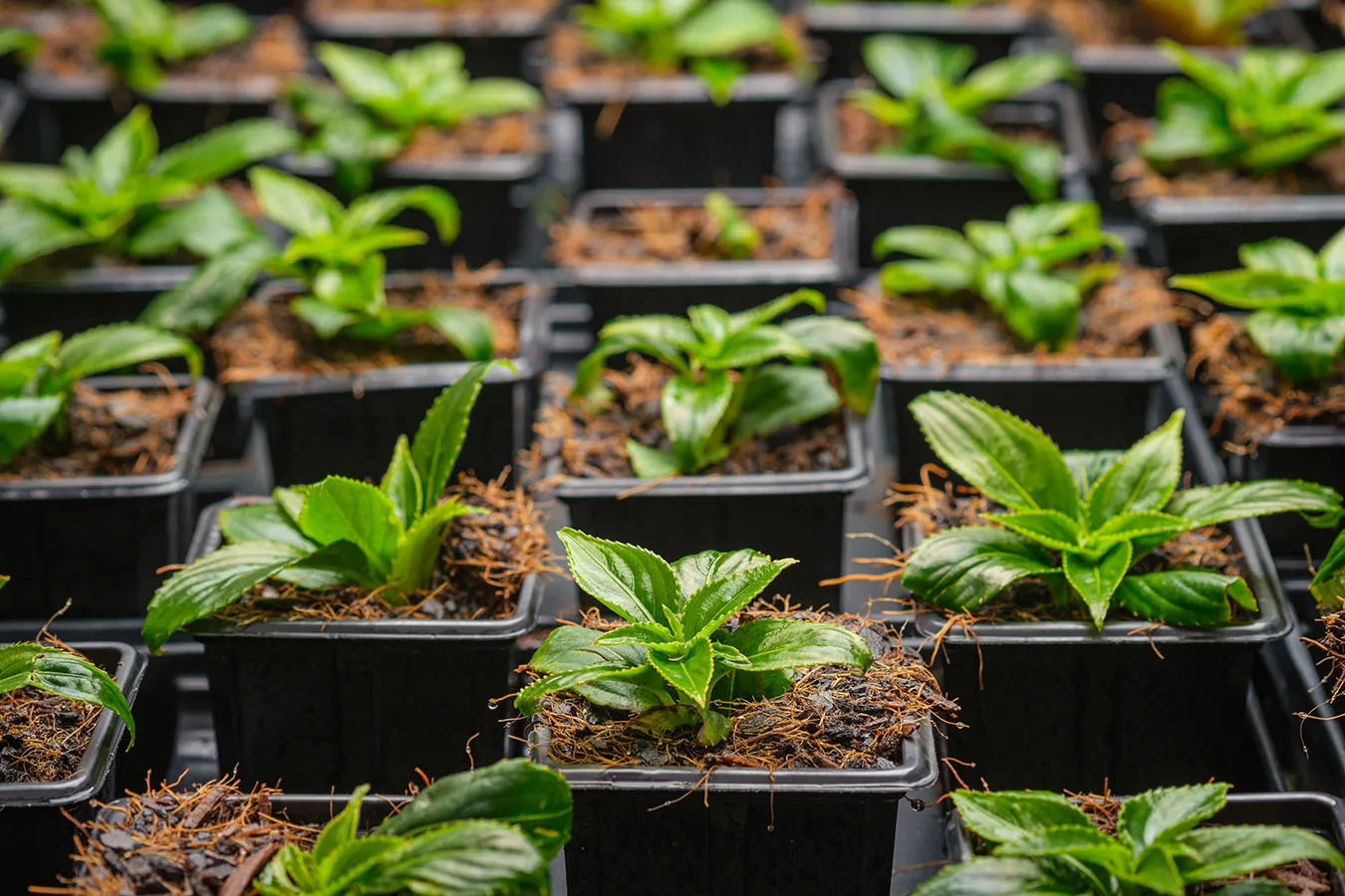 Onde comprar mudas de plantas baratas: lojas, feiras e online
