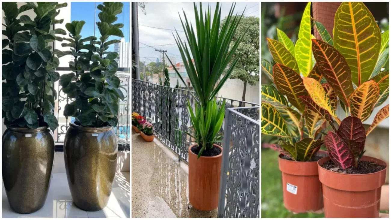 Plantas que gostam de sol direto: melhores espécies para varanda