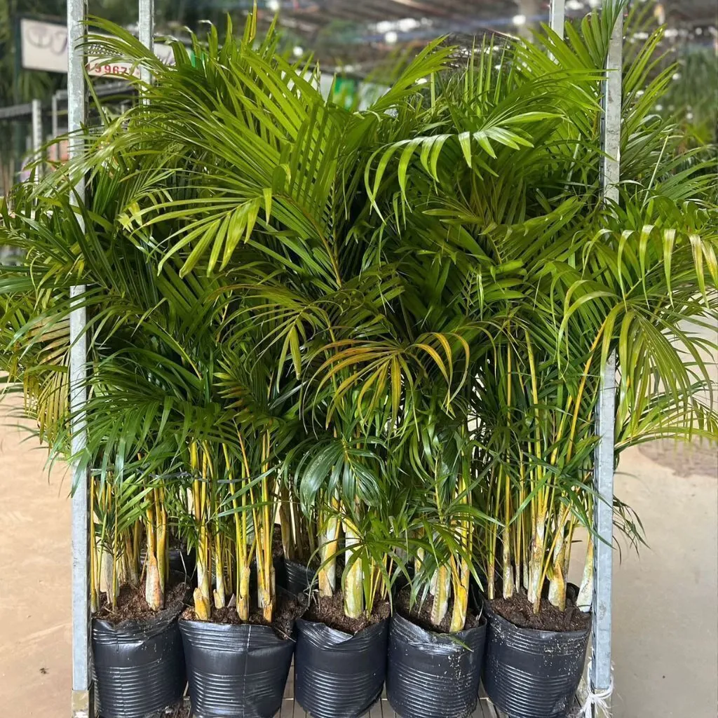 Vasos de plantas organizados para transporte e envio em e-commerce.
