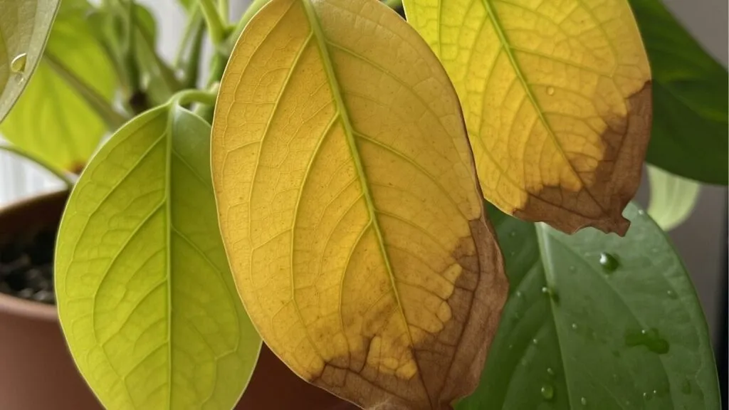 Folhas de planta com danos por excesso de sol.