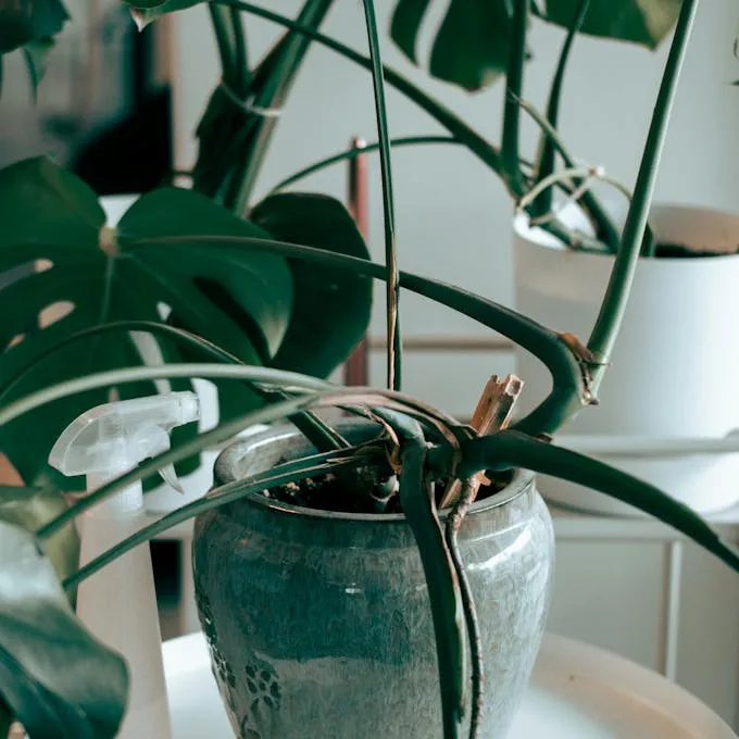 Planta Monstera Deliciosa com estacas de suporte para seus caules em ambiente interno