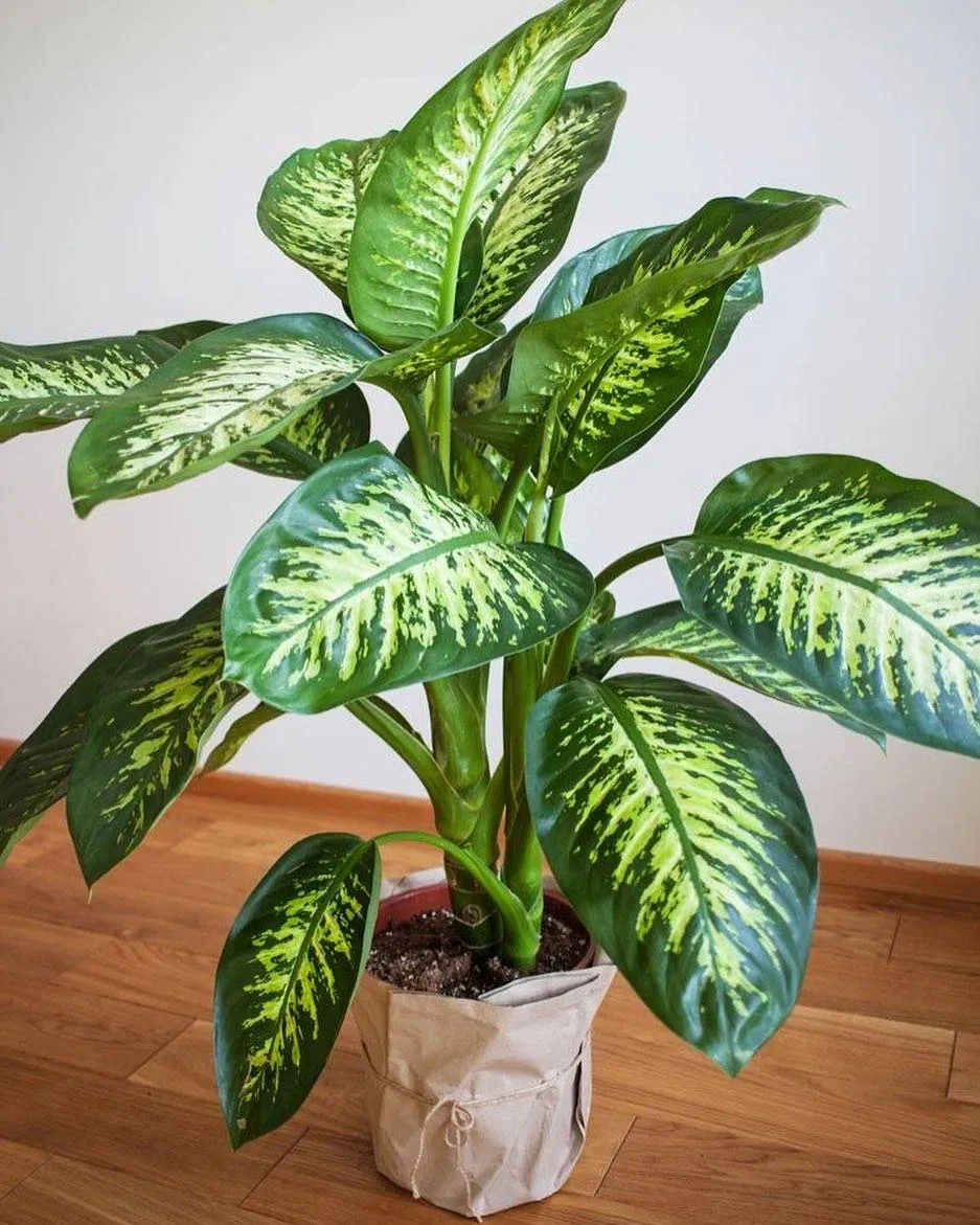 Planta comigo-ninguém-pode saudável em vaso de tecido sobre piso de madeira.