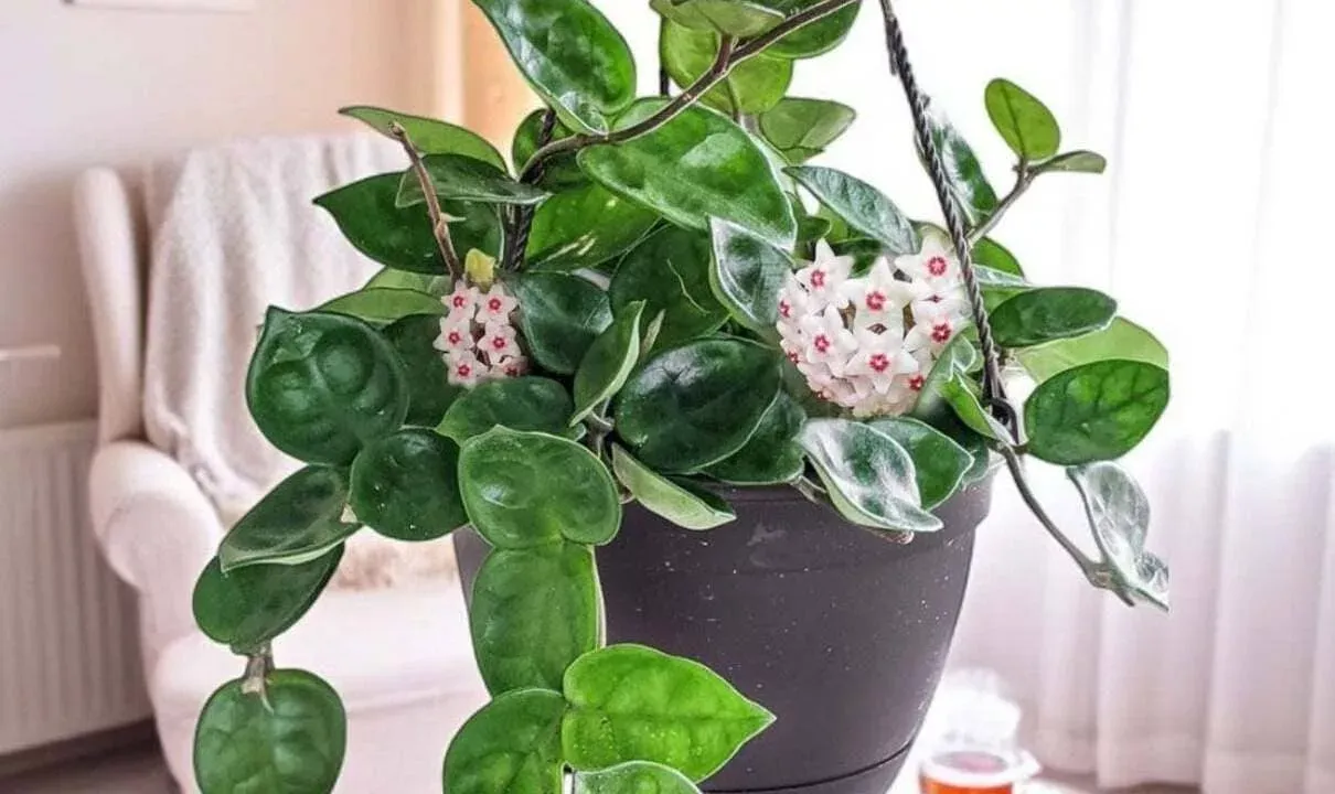 Planta Hoya em vaso posicionado perto de cortina branca, recebendo luz indireta.