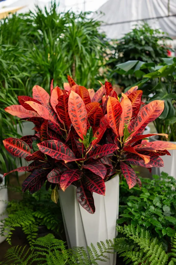 Planta croton com folhas vibrantes em tons de vermelho, laranja e verde em vaso branco em ambiente iluminado.