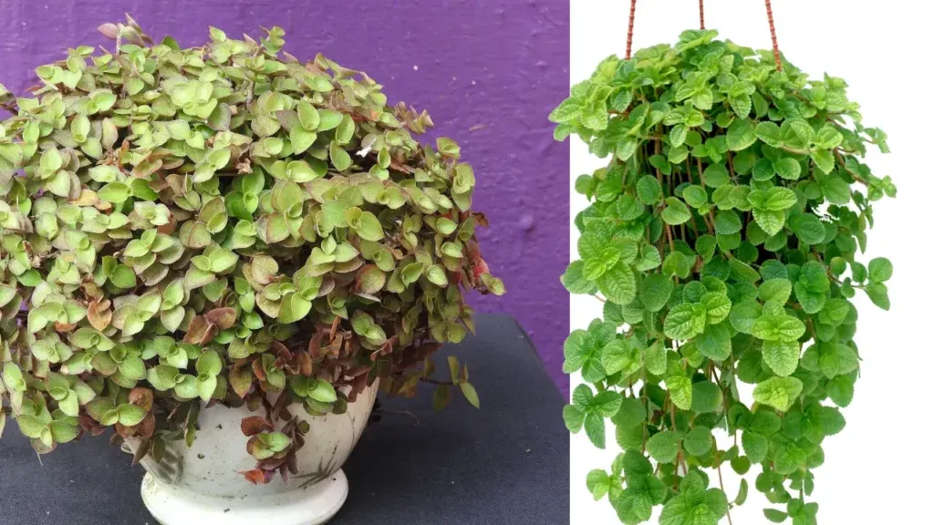 Comparativo de duas espécies de plantas diferentes frequentemente vendidas sob o mesmo nome de dinheiro em penca.