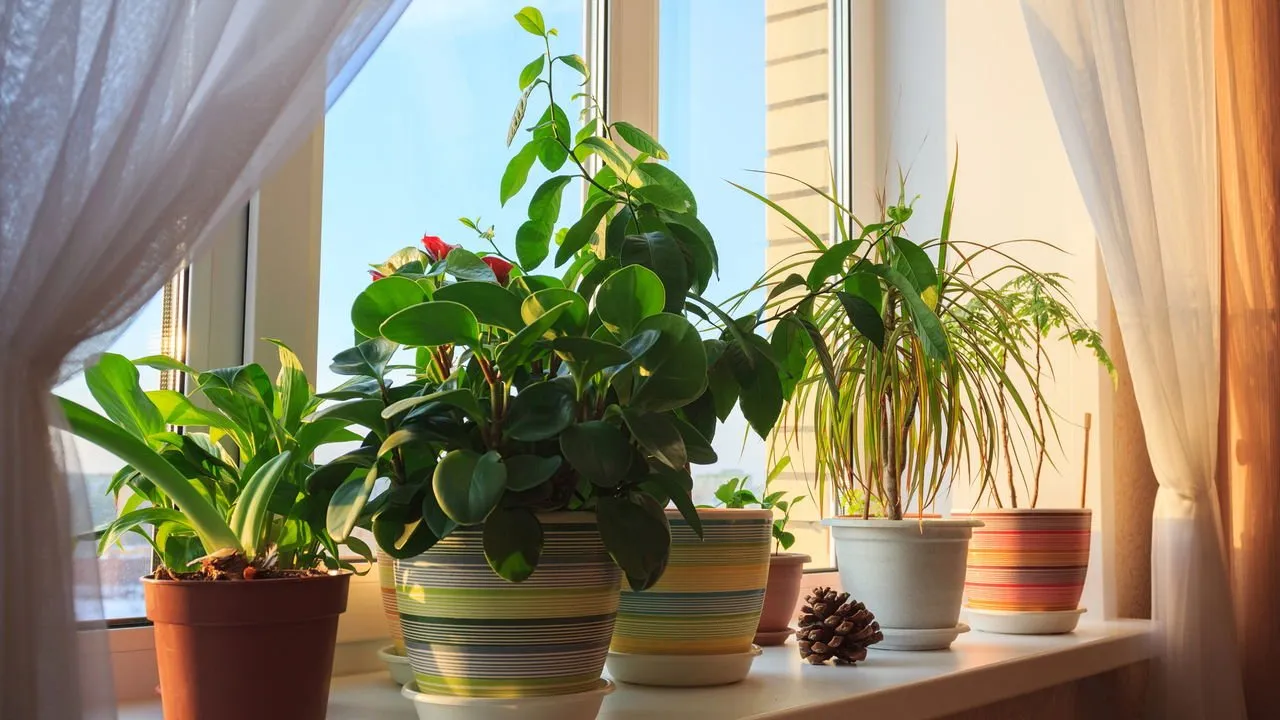 Como plantar em vaso: guia completo do fundo à primeira rega