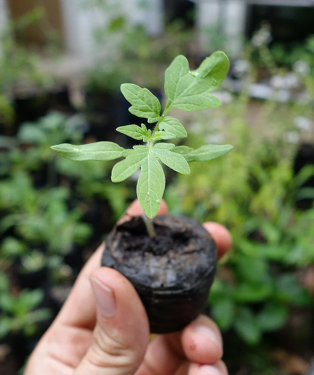Mão segurando uma muda de planta com o torrão de terra