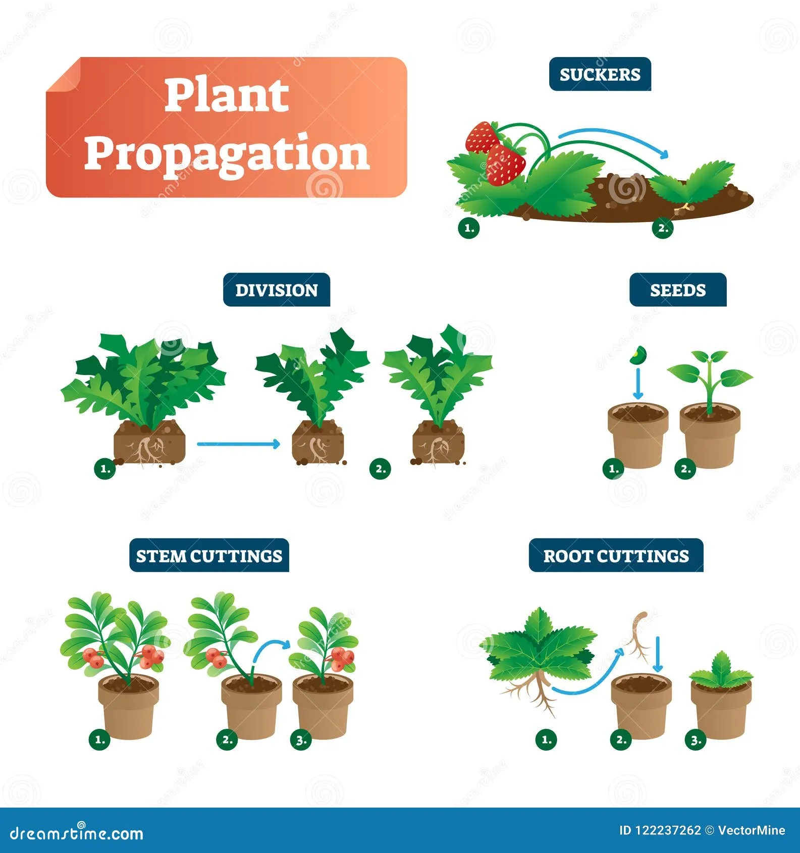 Infográfico comparando métodos de propagação de plantas por estaca e divisão
