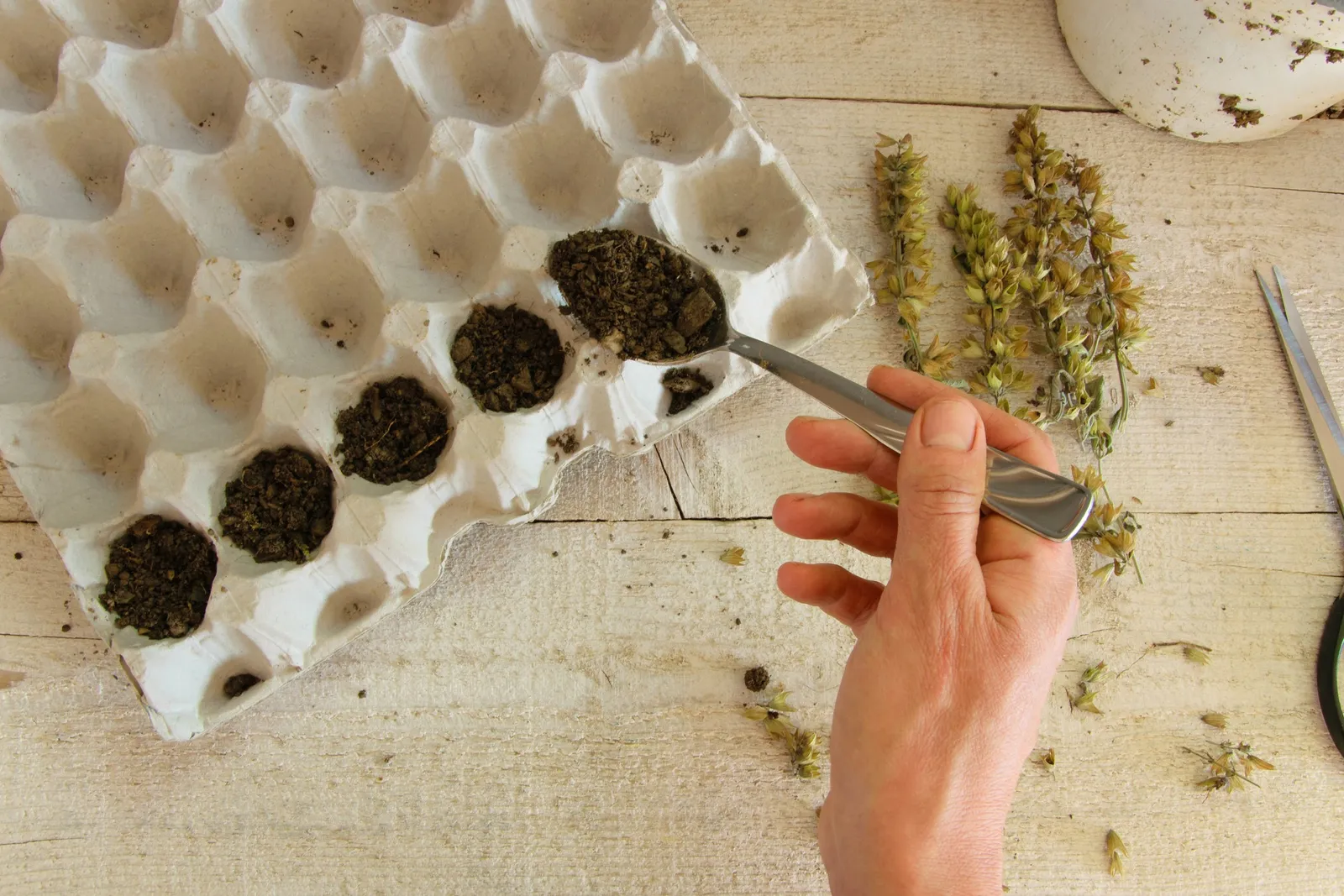 Utensílios e corte diagonal em caule de planta para propagação