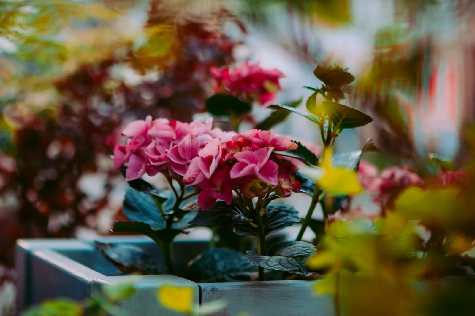 Como fazer muda de hortênsia e cultivar em vaso na varanda
