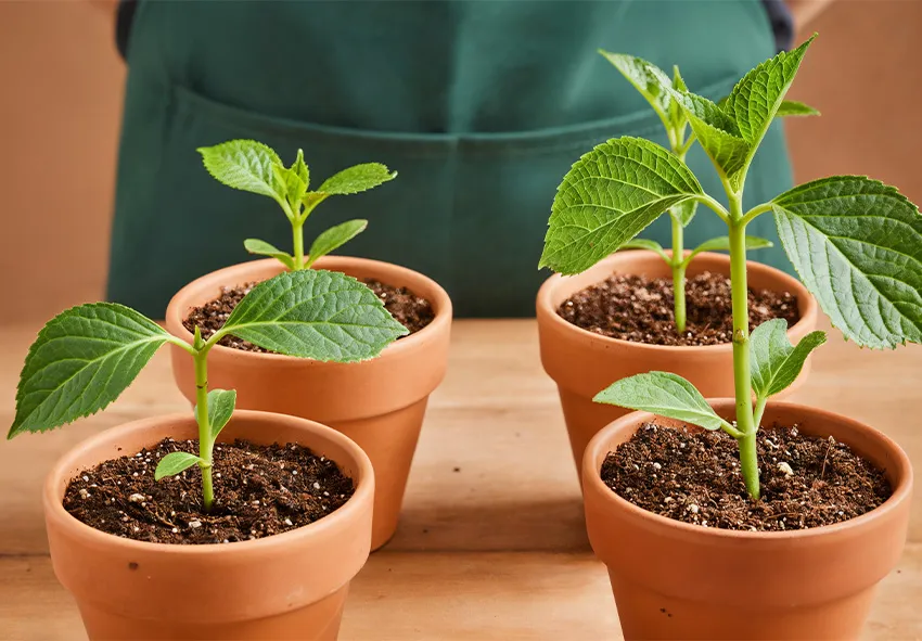 Estacas de hortênsias plantadas diretamente em pequenos vasos com substrato.