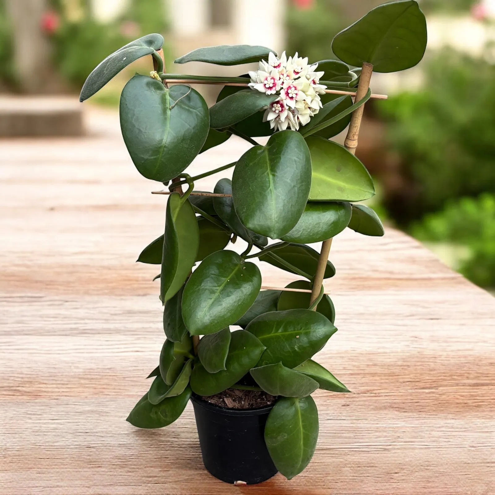 Como fazer muda de flor de cera (Hoya) passo a passo