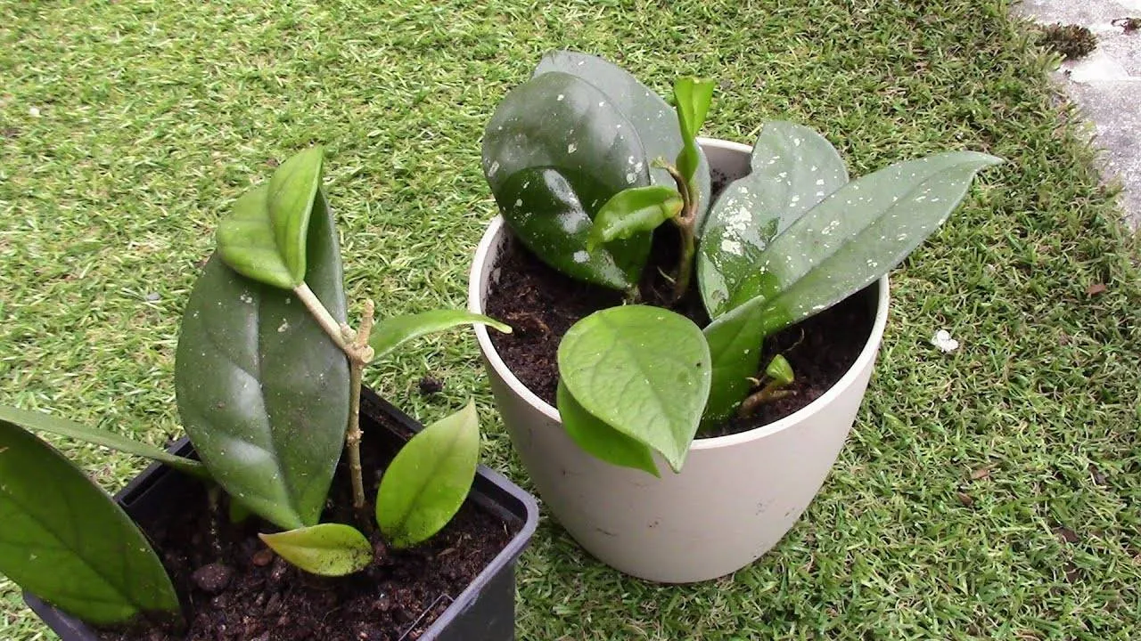 Estacas de flor de cera em diferentes etapas de enraizamento.