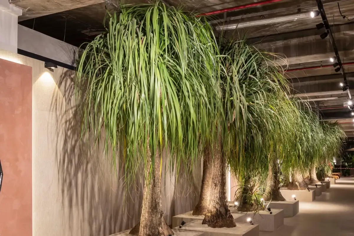 Plantas pata de elefante com brotos laterais visíveis em ambiente interno.