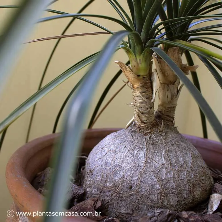Brotos laterais de uma planta pata de elefante prontos para serem podados.