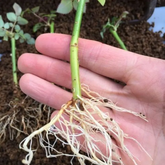 Mãos segurando estaca de hera pronta para plantio em vaso com terra