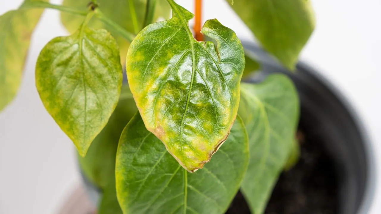 Folhas amarelas: como descobrir a causa e salvar a planta