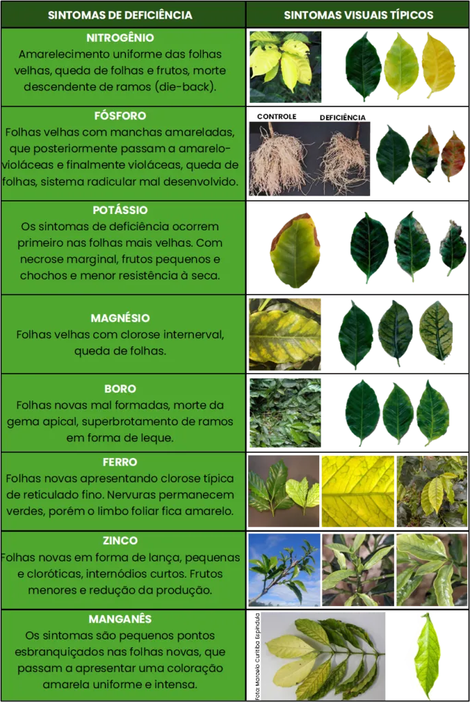 Gráfico ilustrativo com exemplos de folhas exibindo sintomas de falta de nutrientes específicos como nitrogênio e magnésio.