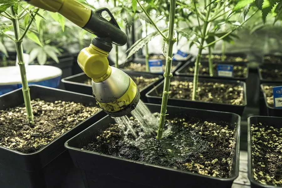 Vaso de planta com substrato visivelmente encharcado e folha amarelada apresentando aspecto flácido.