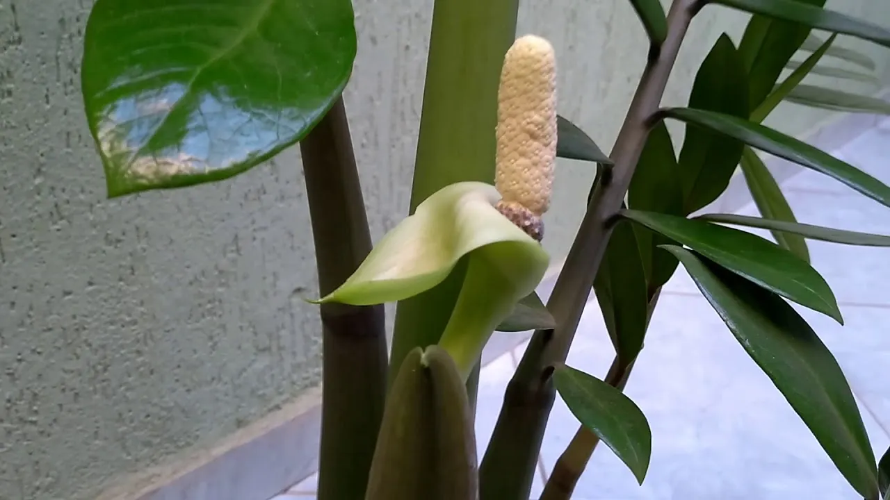 Diferença entre broto e flor de Zamioculca