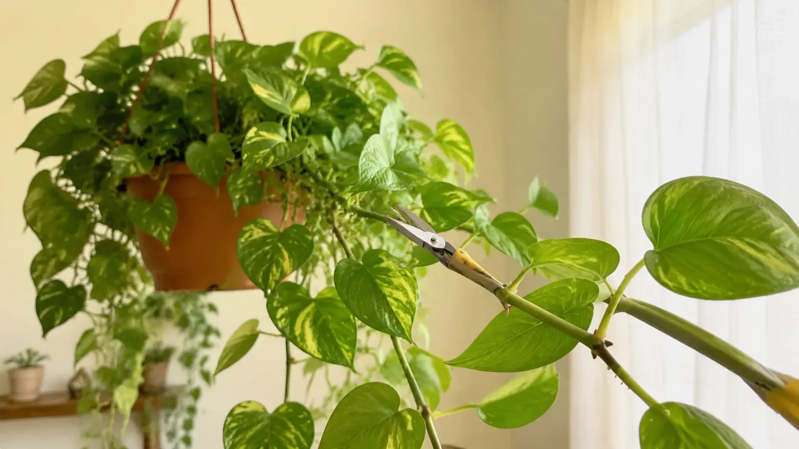 Tesoura de poda cortando um ramo de jiboia variegata acima de um nó saudável.