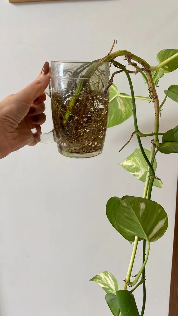 Estacas de jiboia com raízes em desenvolvimento dentro de um vaso de vidro com água.