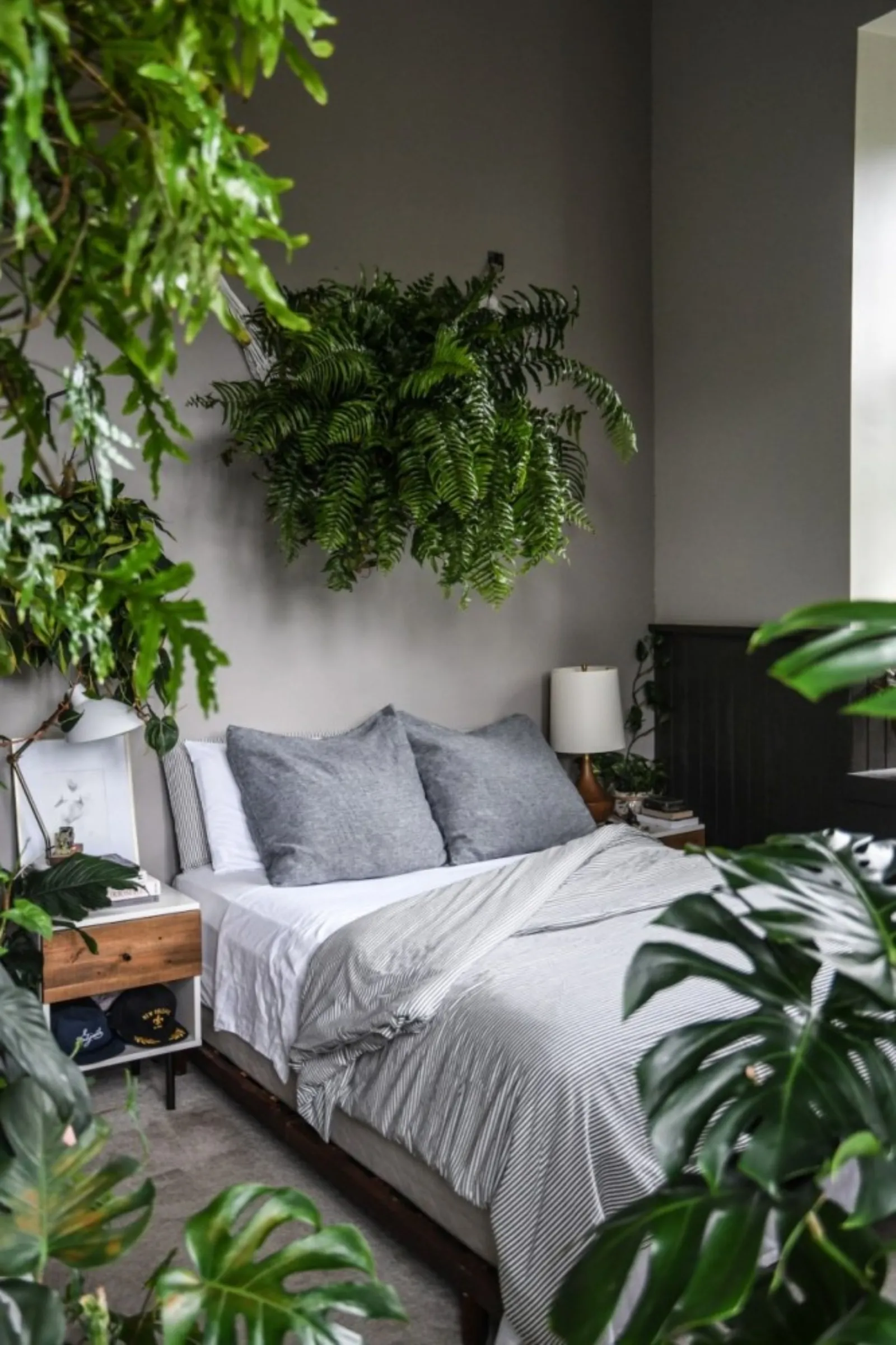 Melhores plantas para quarto: seguras, fáceis e de pouca luz