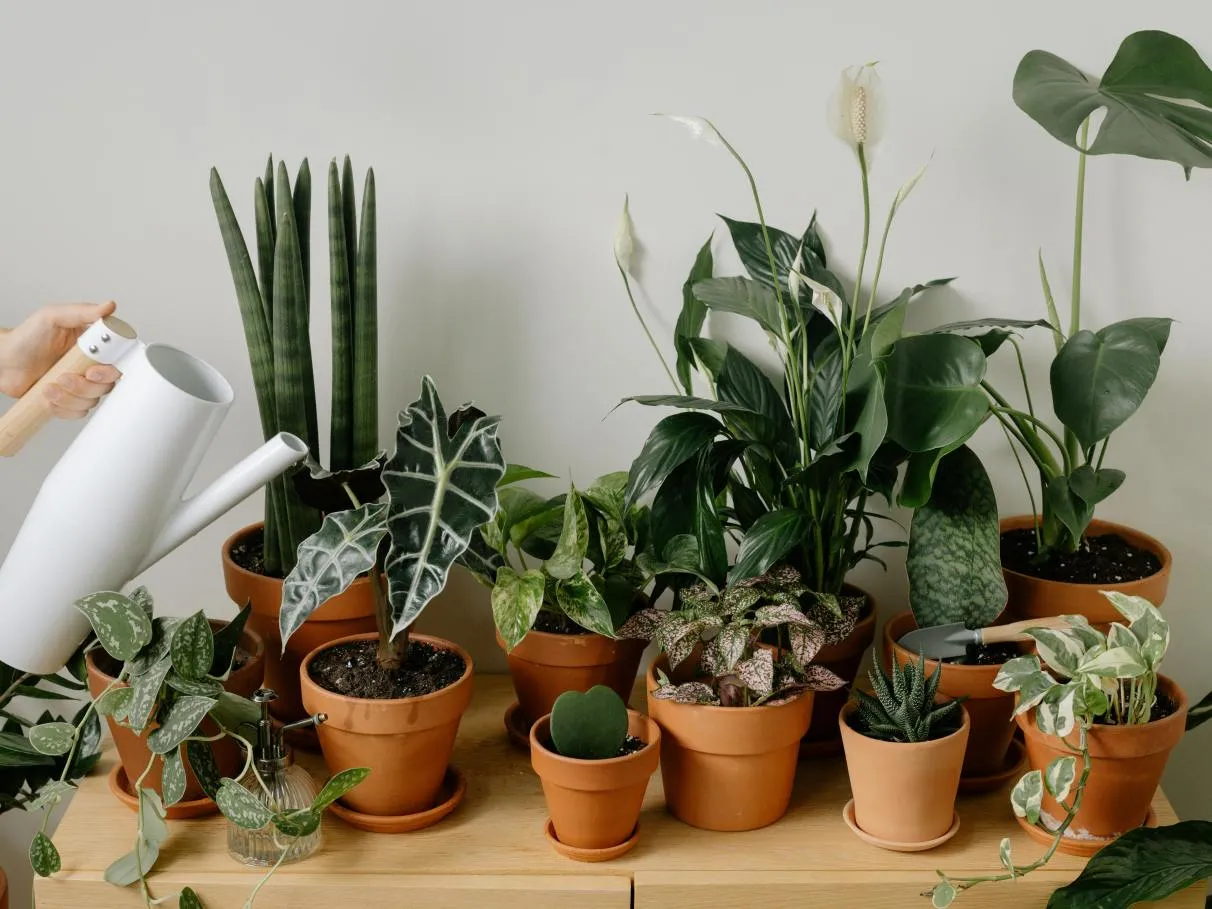 Coleção de plantas de interior que toleram pouca luminosidade