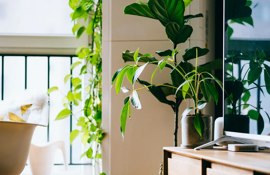 Jiboia pendente e outras plantas de interior junto a uma janela iluminada