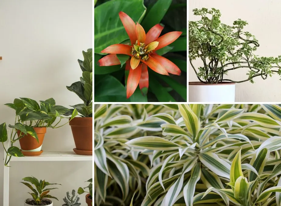 Diferentes espécies de plantas de interior dispostas em prateleiras, variando em tamanho e folhagem.