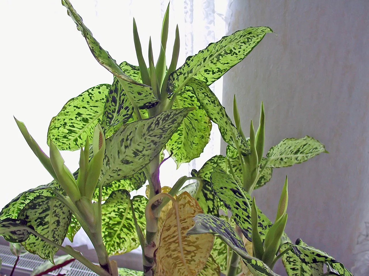 Detalhe das folhas da Dieffenbachia ilustrando a presença dos cristais de oxalato de cálcio.