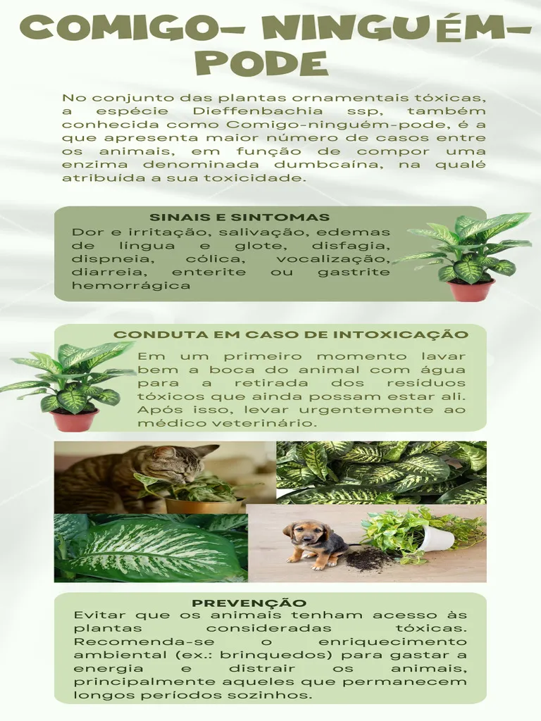 Infográfico explicativo sobre os riscos da Dieffenbachia e procedimentos de emergência.
