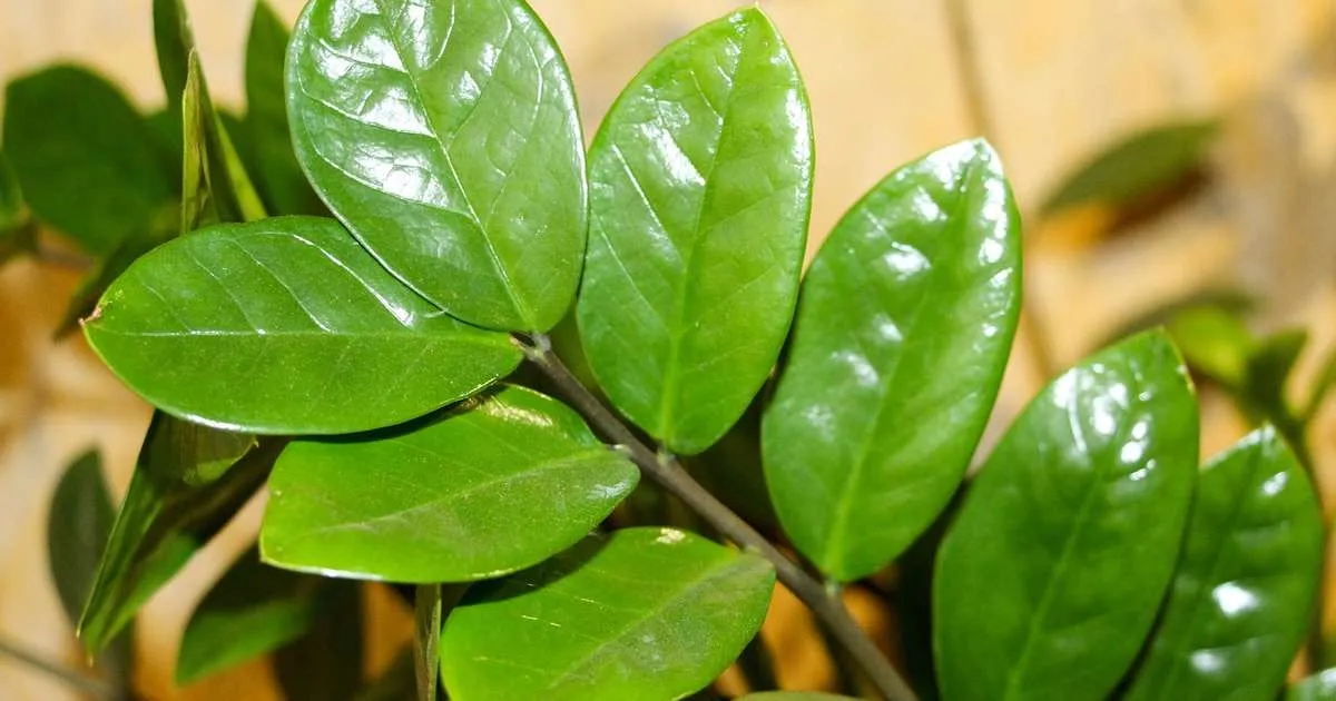 Close-up das folhas verdes e brilhantes de uma Zamioculca.