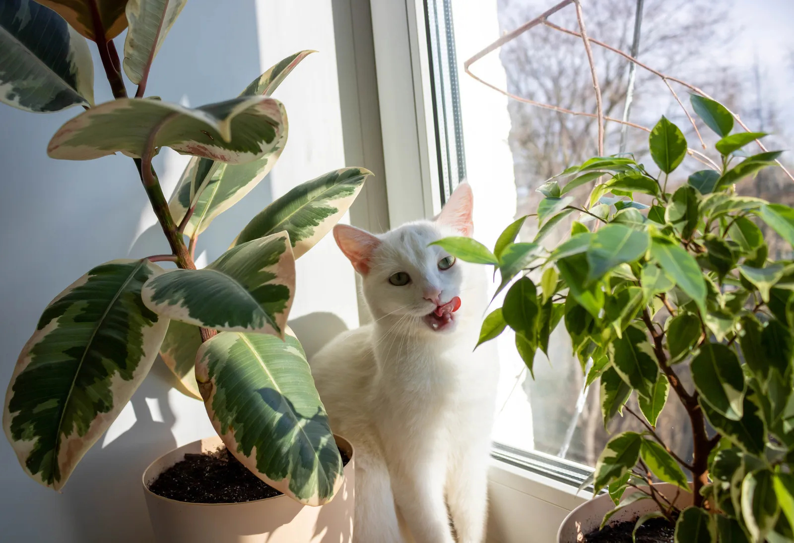 Gato curioso perto de plantas em ambiente doméstico.
