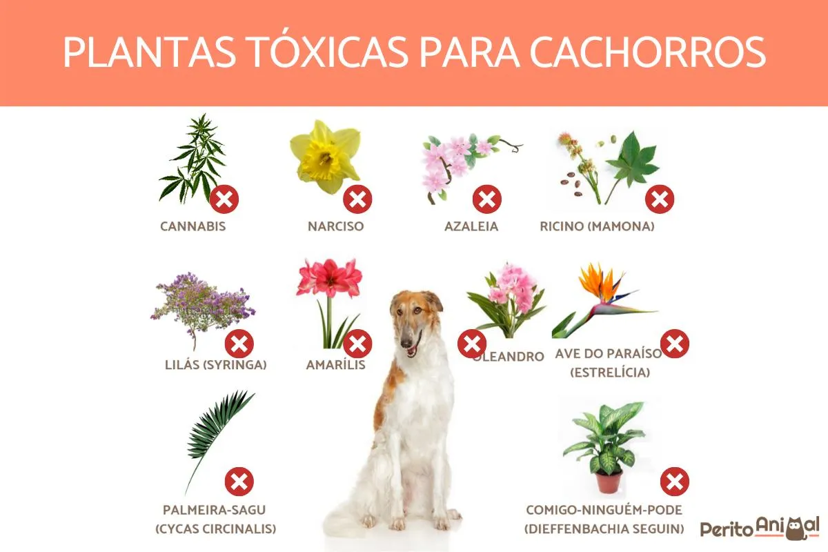 Cachorro sentado diante de cartazes informativos sobre plantas tóxicas com marcações de perigo