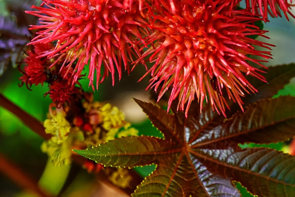 Painel comparativo com nove plantas ornamentais comuns em residências e seus nomes