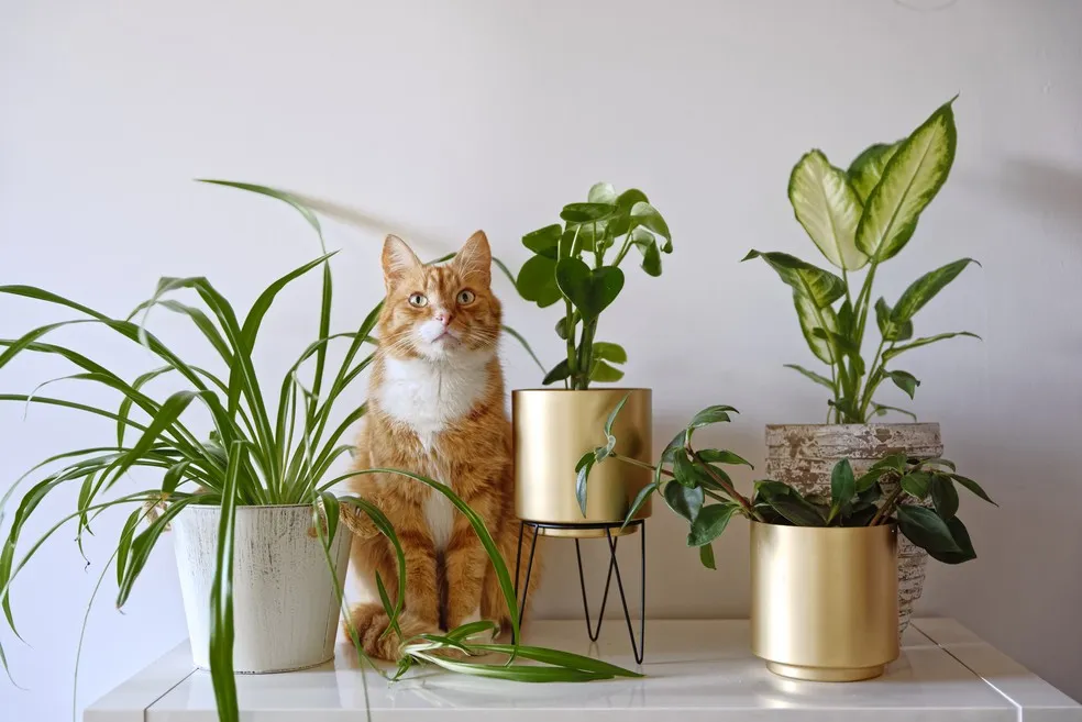 Gato sentado entre plantas seguras em vaso