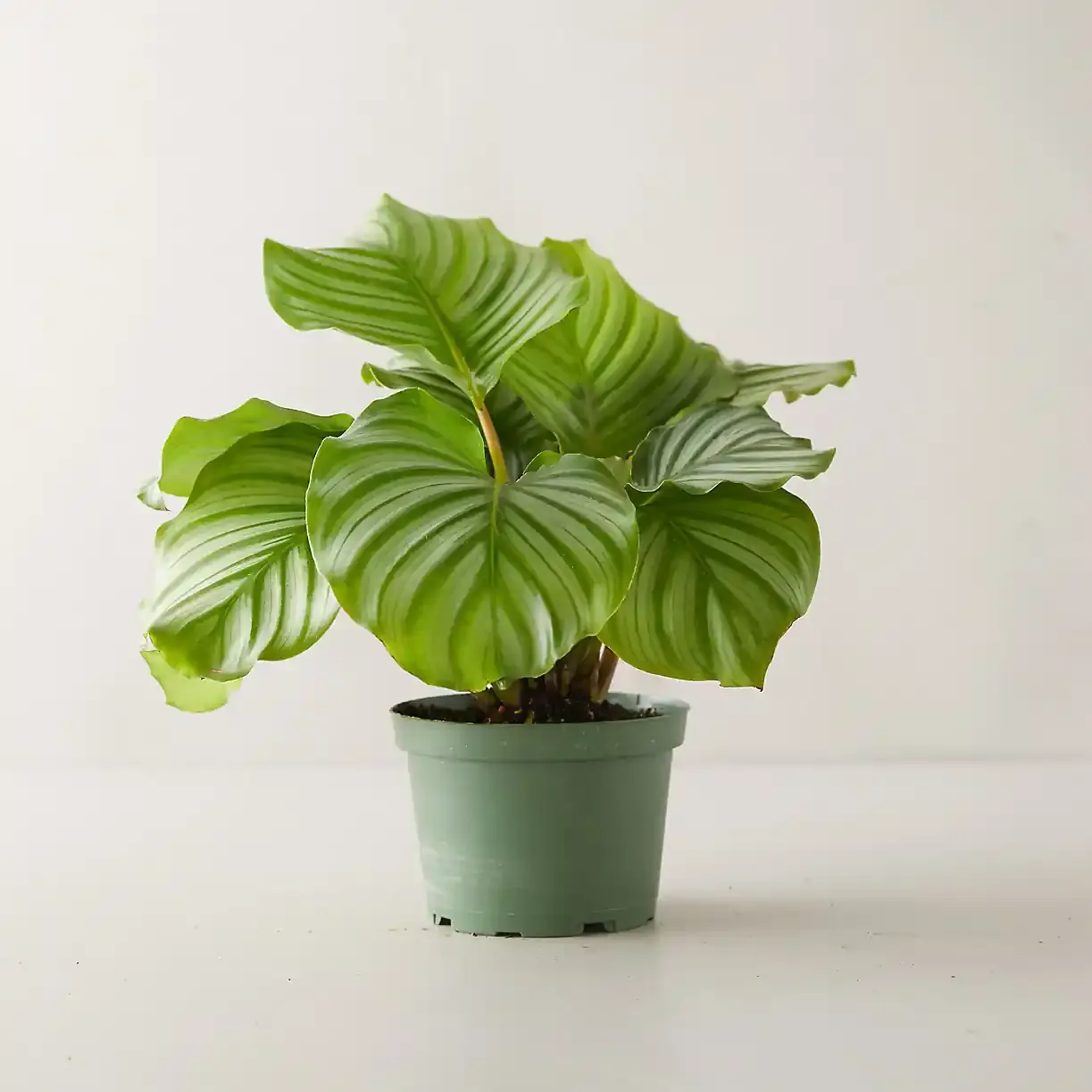 Planta segura para pets em vaso decorativo