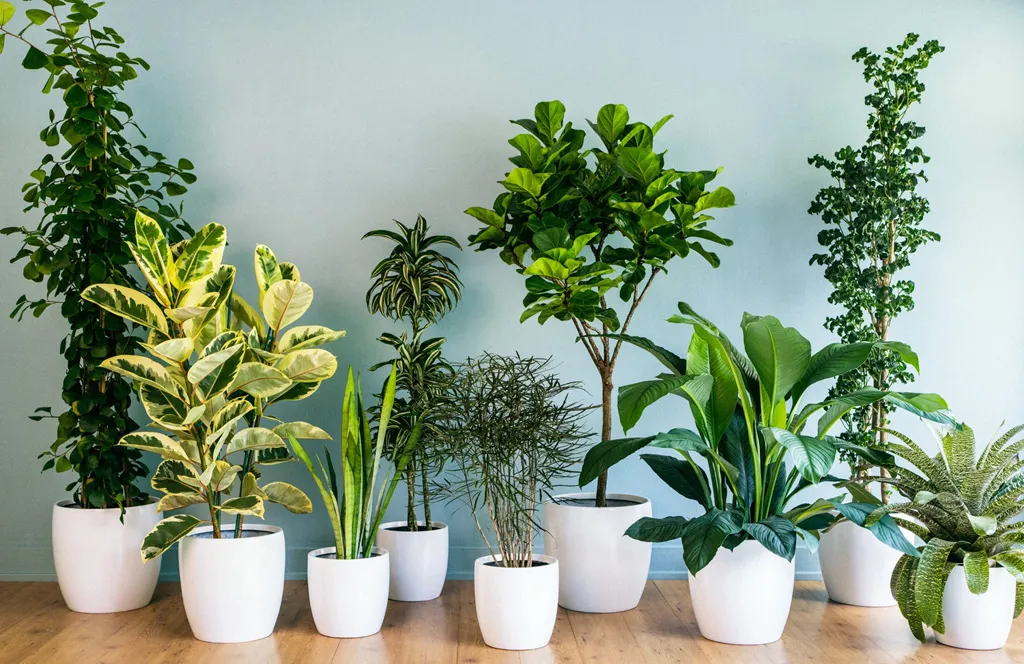 Vasos brancos com diferentes tipos de plantas ornamentais contra parede clara.