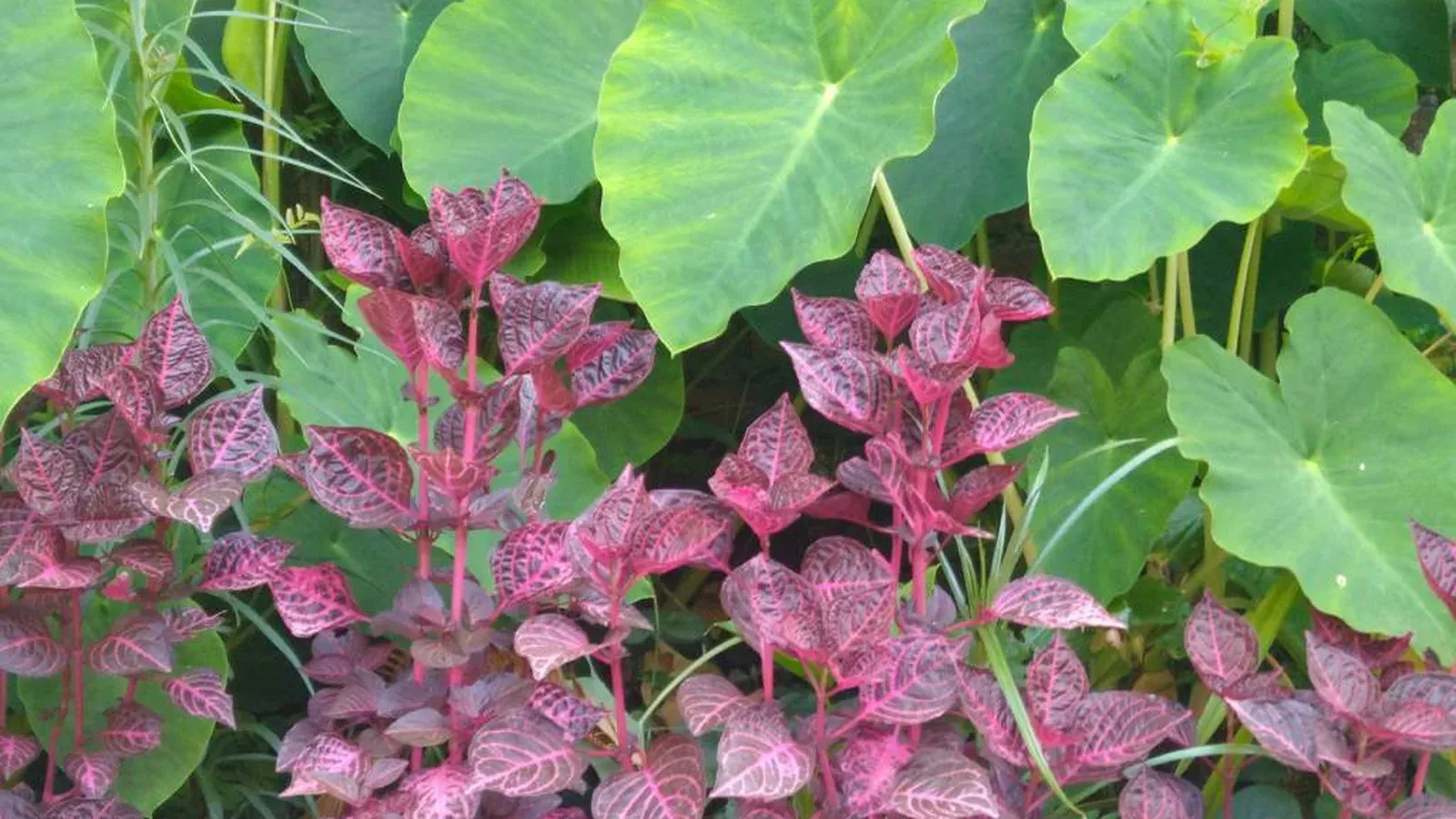 Plantas afetivas de jardim de vó: como cultivar em apartamento