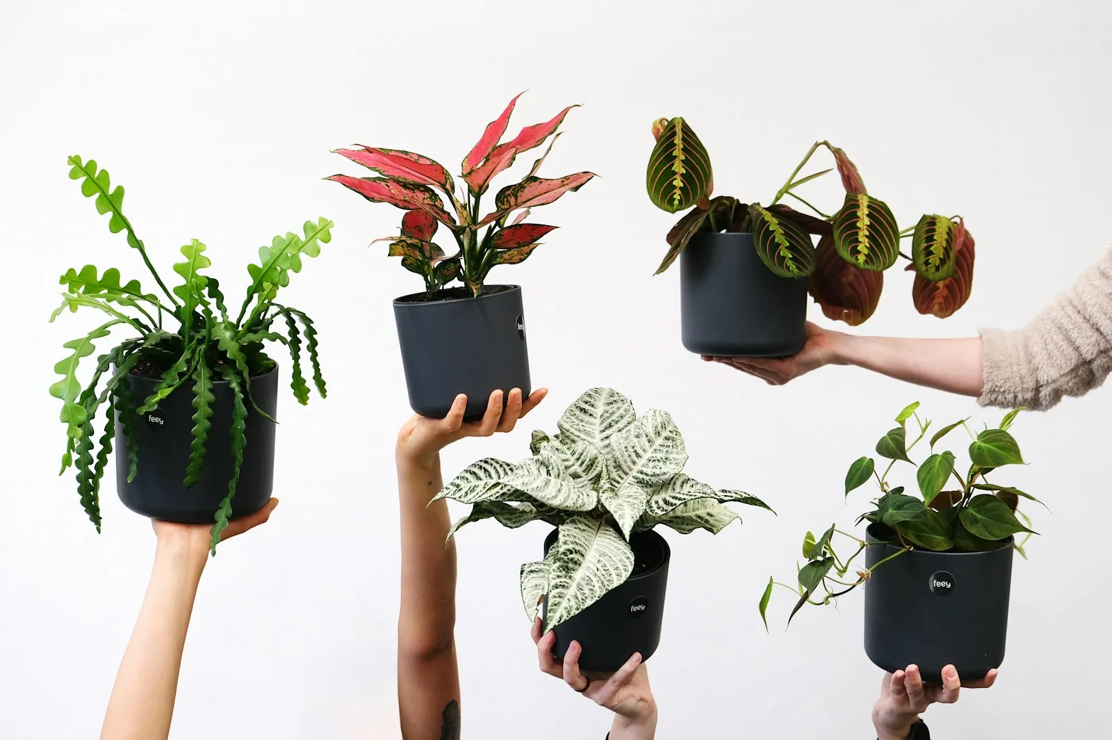 Mãos segurando cinco vasos de plantas de interior, entre eles uma maranta de nervuras vermelhas